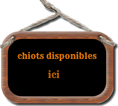 chiots-disponibles.png